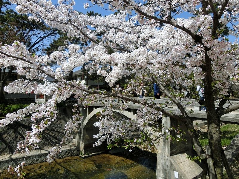 2021.4.1. 夙川公園　桜
