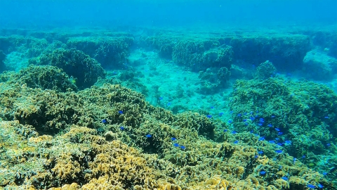 沖縄 サンゴ 美ら海