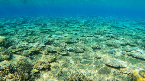 沖縄 サンゴ 美ら海