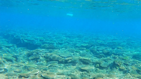 沖縄 美ら海 ゴミ