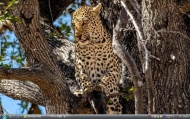 5_Okavango43s.jpg