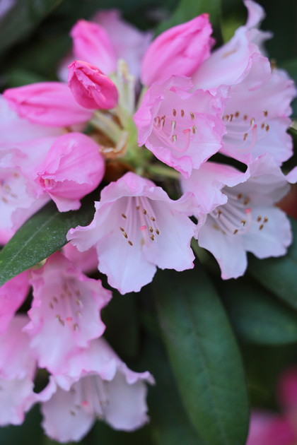 210407_Rhododendron-Pink.jpg