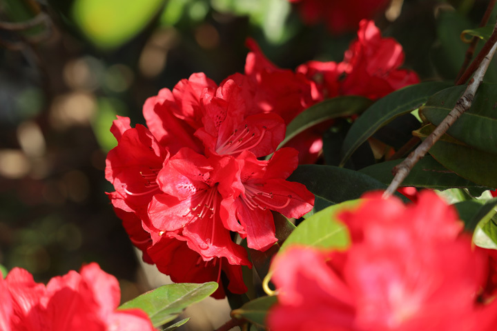 210407_Rhododendron-Red.jpg