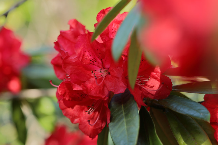 210407_Rhododendron-Red_2.jpg