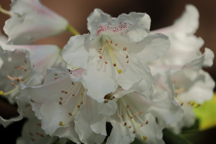 210407_Rhododendron-White_2.jpg