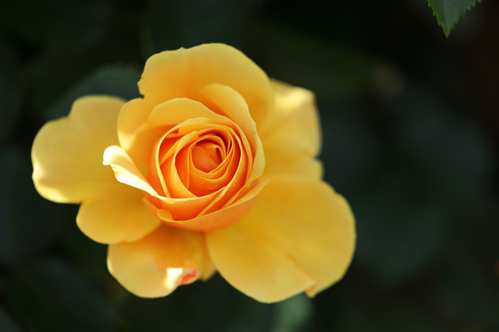 210506_Yellow-Rose_2.jpg