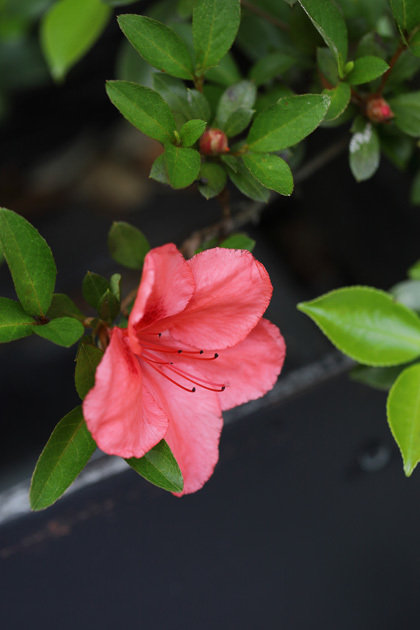 210515_Rhododendron.jpg