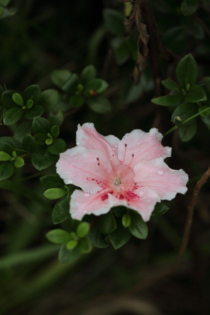 210522_Rhododendron-indicum.jpg