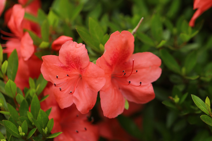 210522_Rhododendron-indicum_Orange.jpg