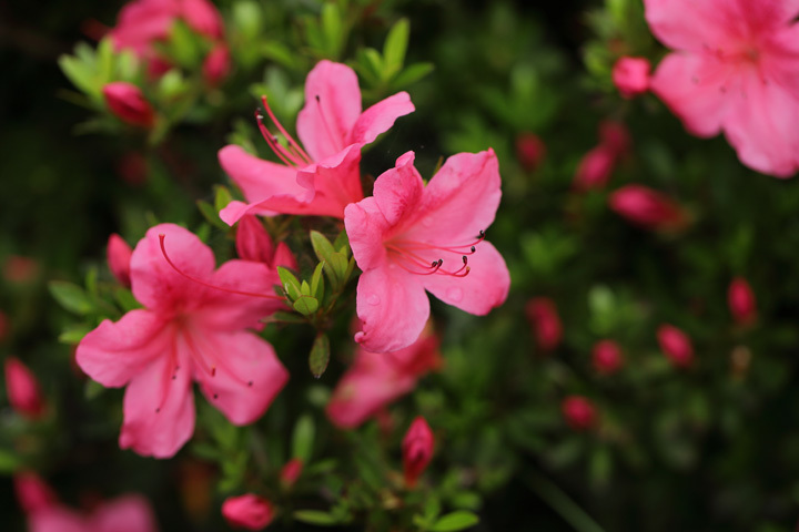 210522_Rhododendron-indicum_Pink.jpg
