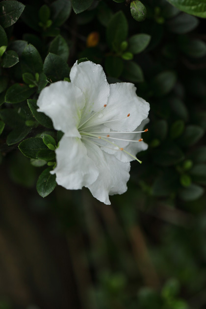 210522_Rhododendron-indicum_White_2.jpg