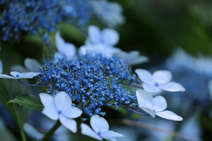 210611_Blue-Hydrangea-macrophylla.jpg