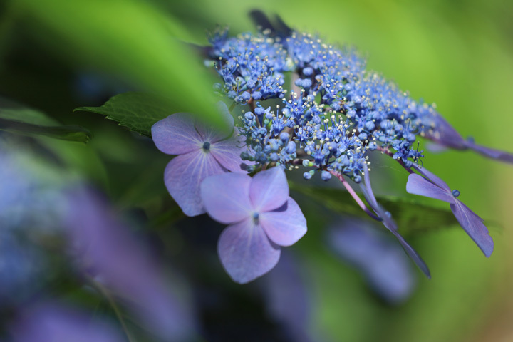 210611_Purple-Hydrangea-macrophylla.jpg