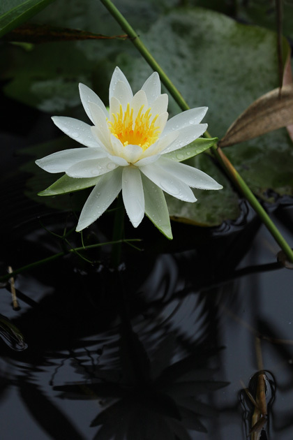 210707_Water-lily.jpg