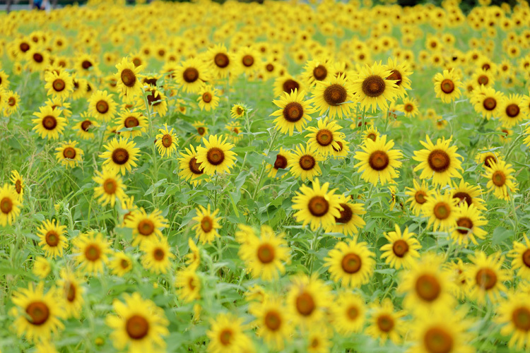 210816_Hayano-Sunflower-Field.jpg