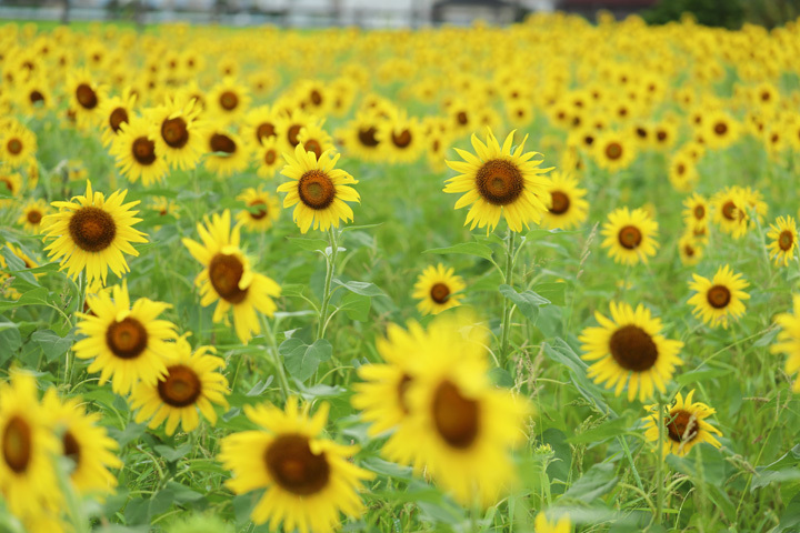 210816_Hayano-Sunflower-Field_2.jpg