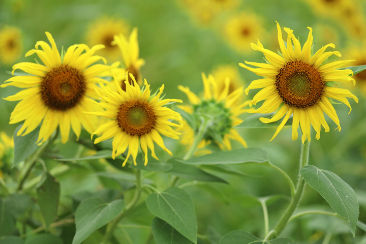 210816_Hayano-Sunflower.jpg