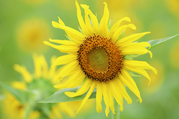 210816_Hayano-Sunflower_2.jpg