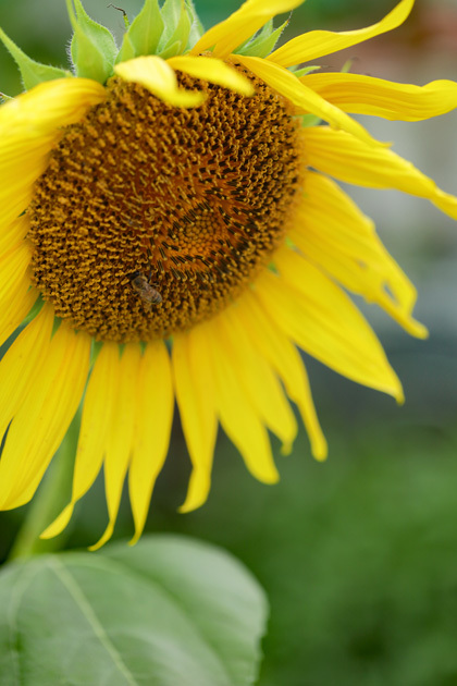 210816_Sunflower-Bee.jpg