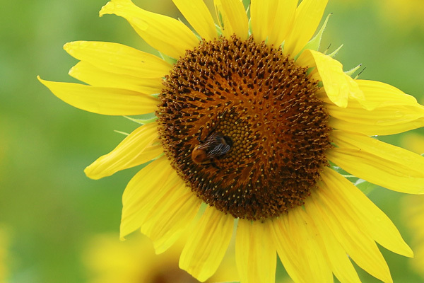 210816_Sunflower-Bee_2.jpg