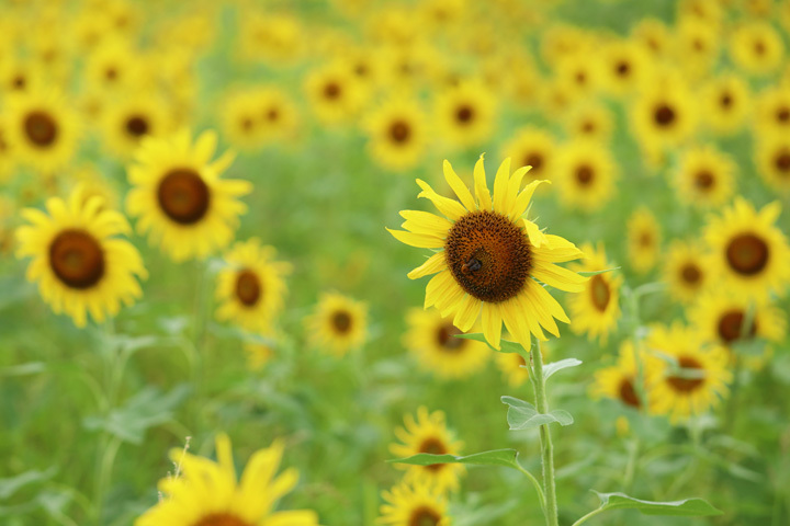 210816_Sunflower-Field.jpg