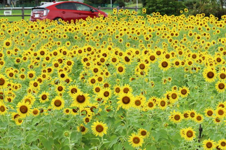210816_Sunflower-Field_Red-Car.jpg