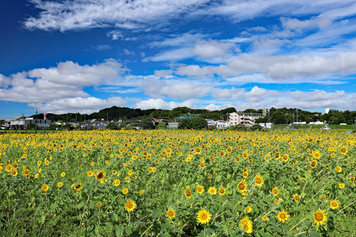 210819_Hayano-Sunflower-Field.jpg