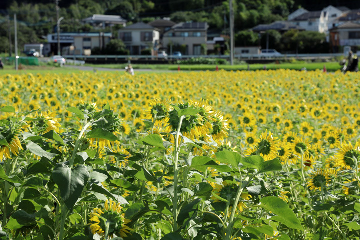 210819_Hayano-Sunflower-Field_2.jpg
