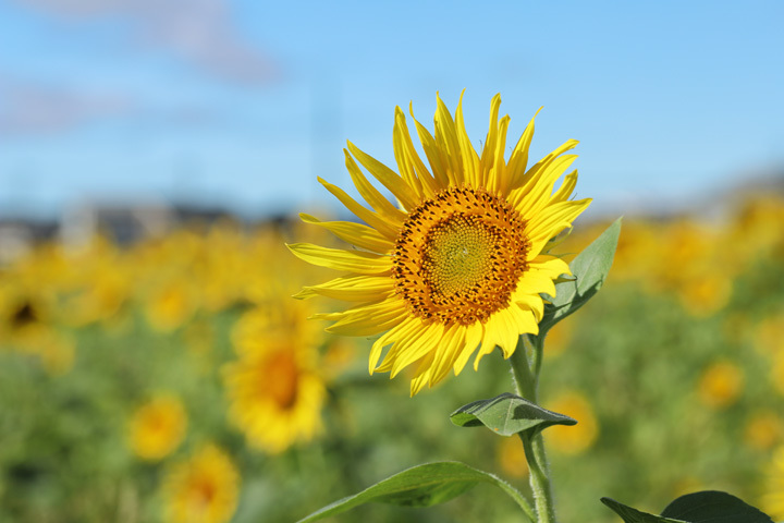 210819_Hayano-Sunflower.jpg
