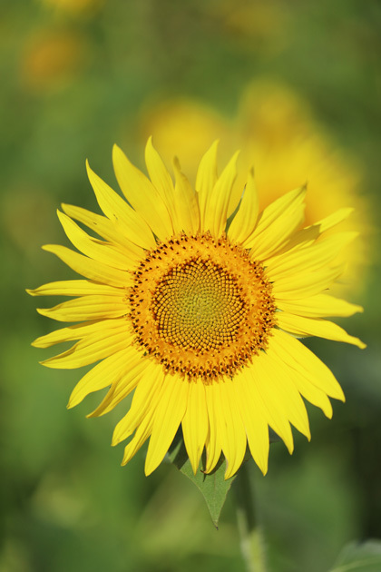 210819_Hayano-Sunflower_2.jpg