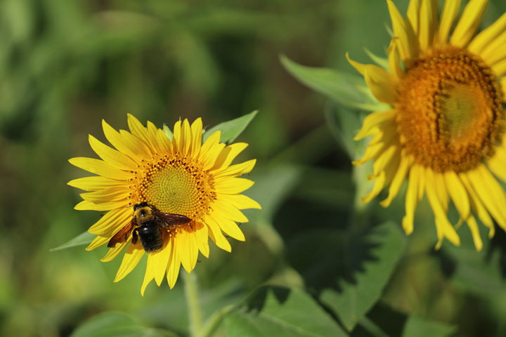 210819_Sunflower-Carpenter-bee.jpg