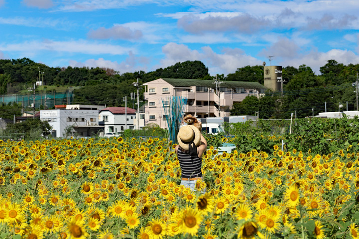 210819_Sunflower-Field-Dog.jpg