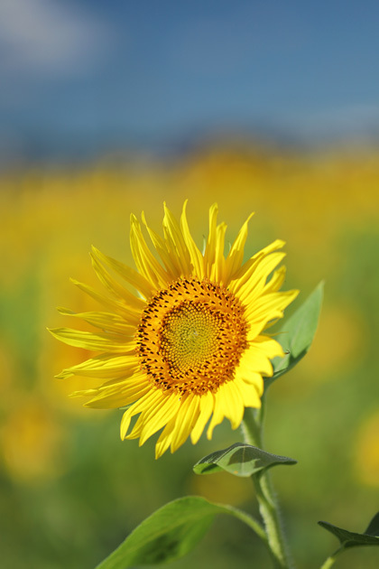 210819_Sunflower.jpg