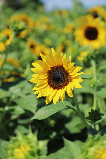 210819_Sunrich-Sunflower.jpg