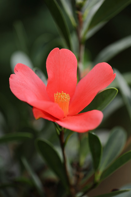 210829_Azalea-Camellia.jpg