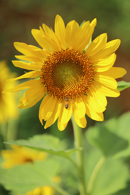 210910_Sunflower-Bee.jpg