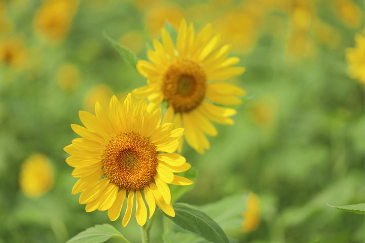 210910_Sunflower-Field.jpg