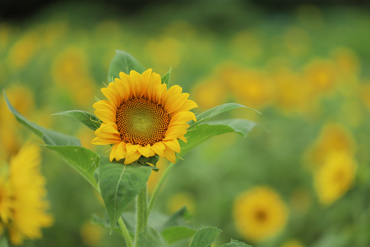210910_Sunflower-Field_2.jpg