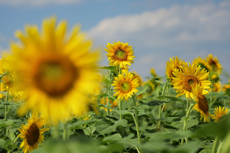 210910_Zama-Sunflower-Field_1.jpg