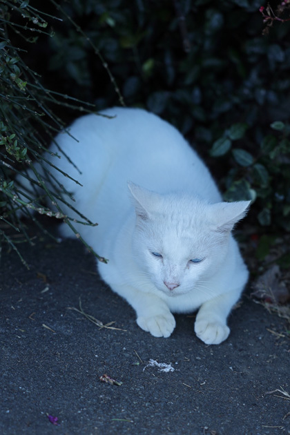 211011_White-Cat.jpg