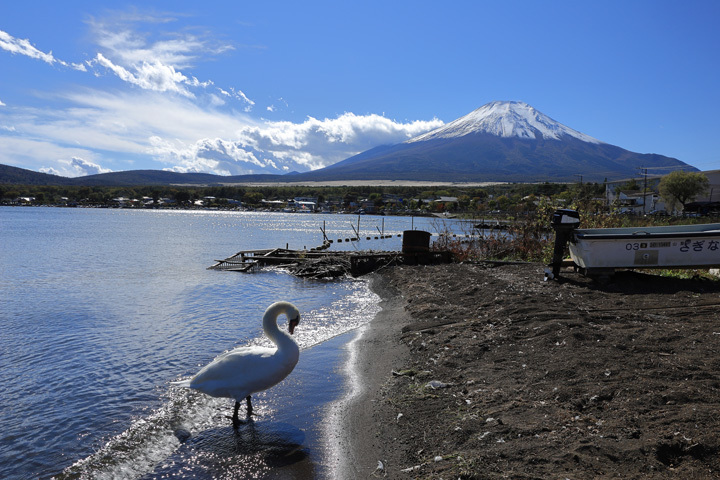 211020_Swan_Mt-Fuji.jpg