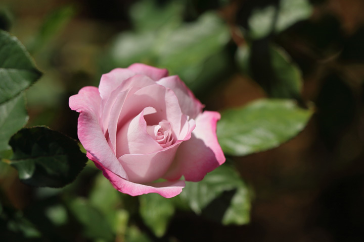 211026_Rose_Lilac-Beauty.jpg