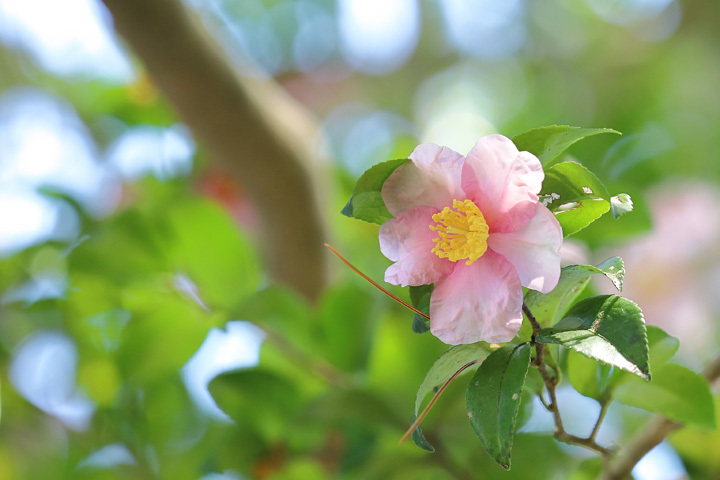 211030_Pink-Camellia-sasanqua.jpg