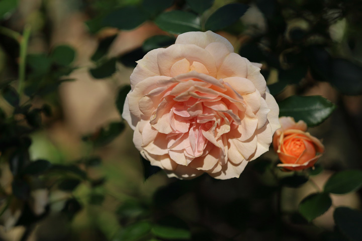 211030_Rose_Garden-of-Roses.jpg