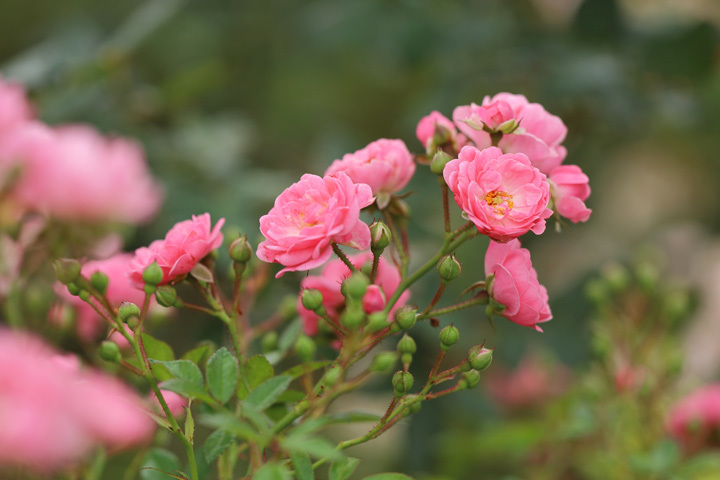 211102_Pink-Miniature-Rose.jpg