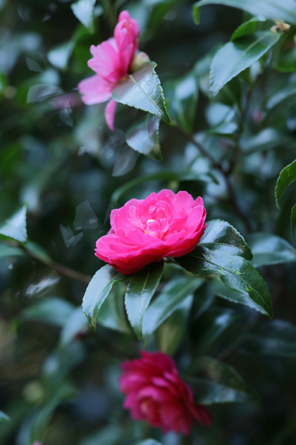 211104_Pink-Camellia-sasanqua.jpg