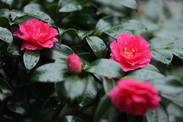 211122_Camellia-sasanqua.jpg