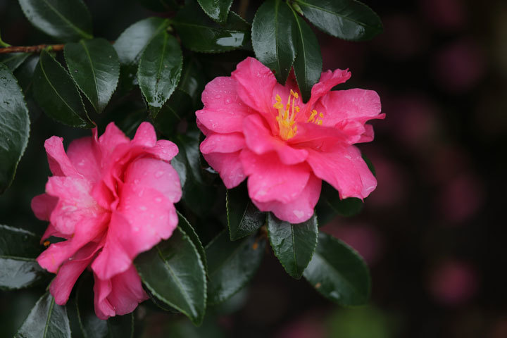 211122_Pink-Camellia-sasanqua.jpg