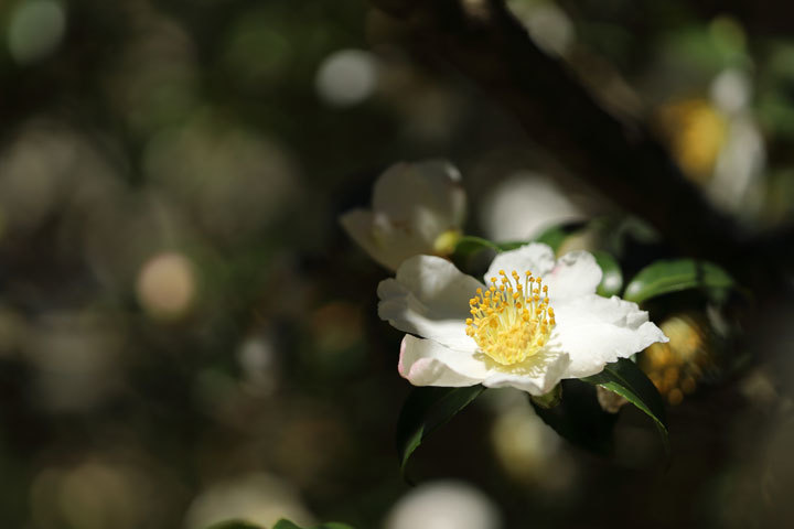 211124_White-Camellia-sasanqua.jpg