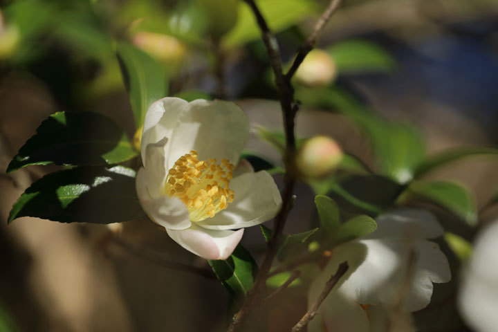 211124_White-Camellia-sasanqua_2.jpg